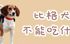 比格犬不能吃什么