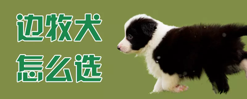 边牧犬怎么选