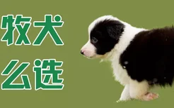 边牧犬怎么选