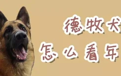 德牧犬怎么看年龄