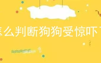 怎么判断狗狗受惊吓了