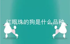 红眼珠的狗是什么品种