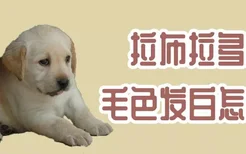 拉布拉多犬毛色发白怎么办