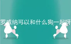 罗威纳可以和什么狗一起呀