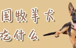 德国牧羊犬吃什么