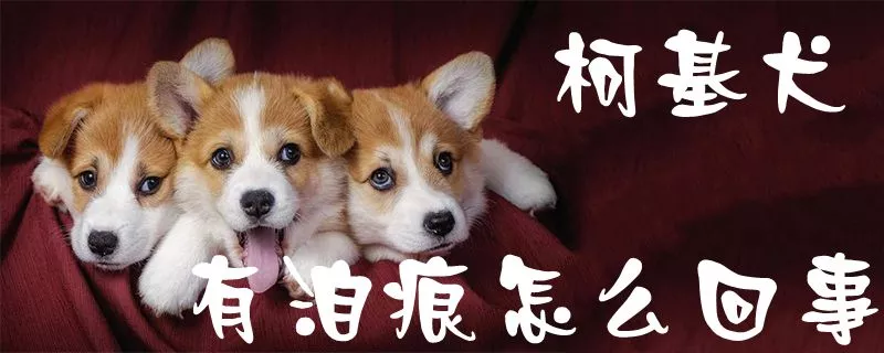 柯基犬有泪痕怎么回事1