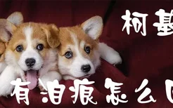 柯基犬有泪痕怎么回事