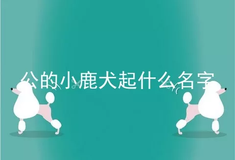 公的小鹿犬起什么名字