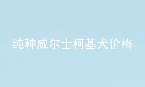 纯种威尔士柯基犬价格