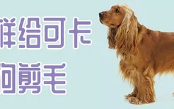 怎样给可卡狗狗剪毛