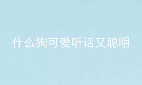 什么狗可爱听话又聪明