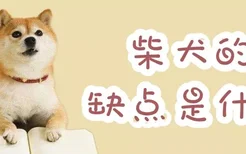 柴犬的缺点是什么