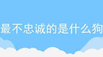 最不忠诚的是什么狗