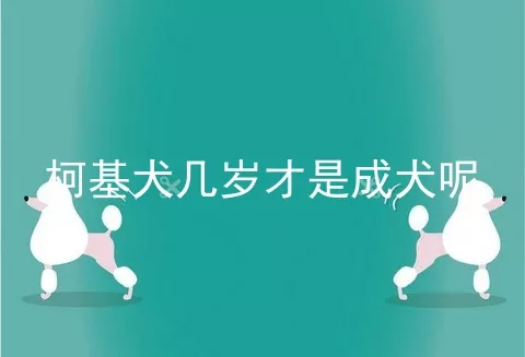 柯基犬几岁才是成犬呢