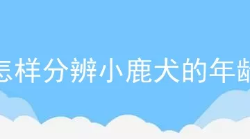 怎样分辨小鹿犬的年龄