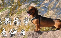 腊肠犬怀孕注意什么