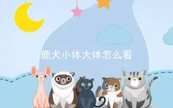 鹿犬小体大体怎么看