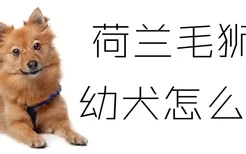 荷兰毛狮犬幼犬怎么养