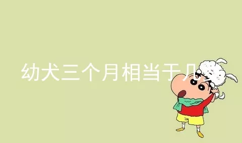 幼犬三个月相当于几岁