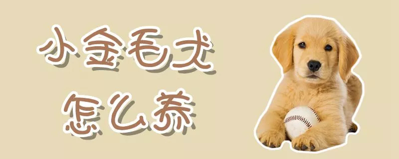 小金毛犬怎么养