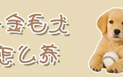 小金毛犬怎么养