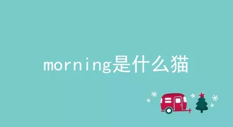 morning是什么猫