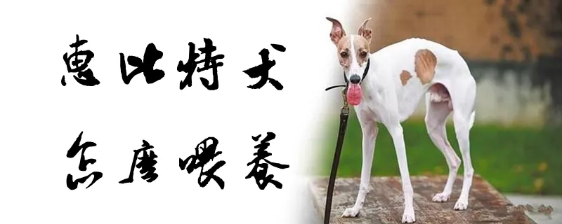 惠比特犬怎么喂养