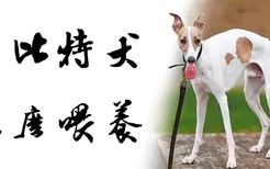 惠比特犬怎么喂养