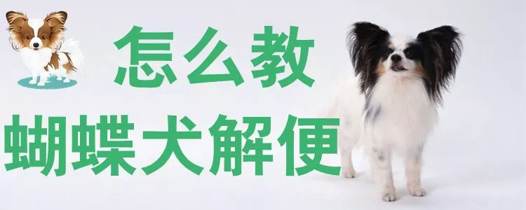 怎么教蝴蝶犬解便1