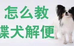 怎么教蝴蝶犬解便