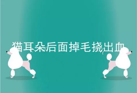 猫耳朵后面掉毛挠出血