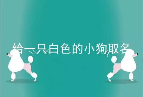 给一只白色的小狗取名