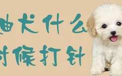 泰迪犬什么时候打针