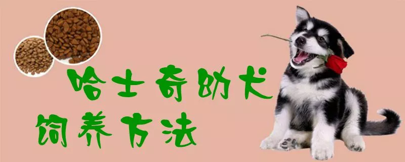 哈士奇幼犬饲养方法1