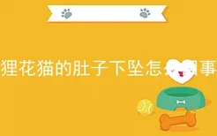 狸花猫的肚子下坠怎么回事