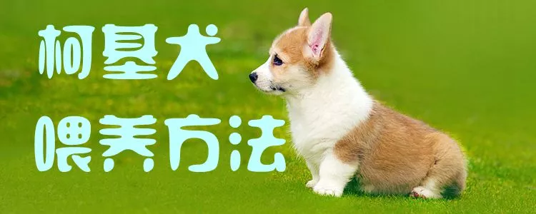 柯基犬喂养方法1