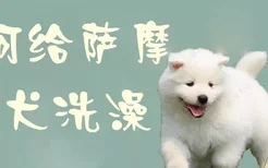 如何给萨摩幼犬洗澡