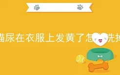 猫尿在衣服上发黄了怎么洗掉