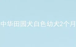 中华田园犬白色幼犬2个月