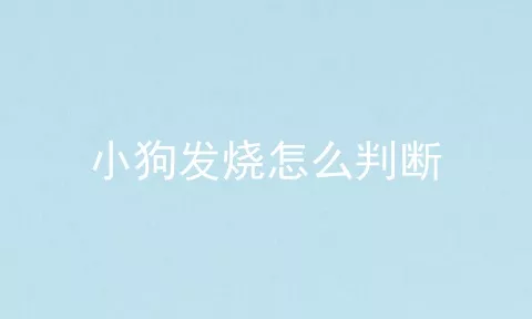 小狗发烧怎么判断