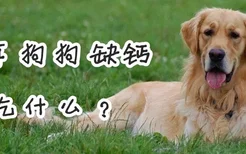 老年狗狗缺钙吃什么