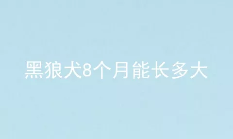 黑狼犬8个月能长多大