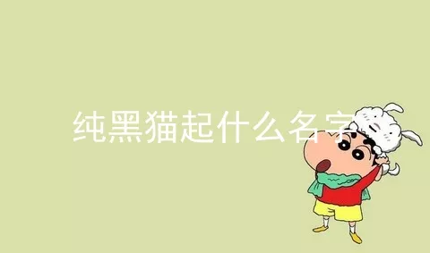 纯黑猫起什么名字