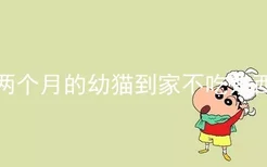 两个月的幼猫到家不吃东西