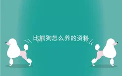 比熊狗怎么养的资料