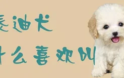 泰迪犬为什么喜欢叫