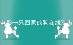 电影一只回家的狗在线观看