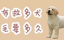 拉布拉多犬换毛要多久