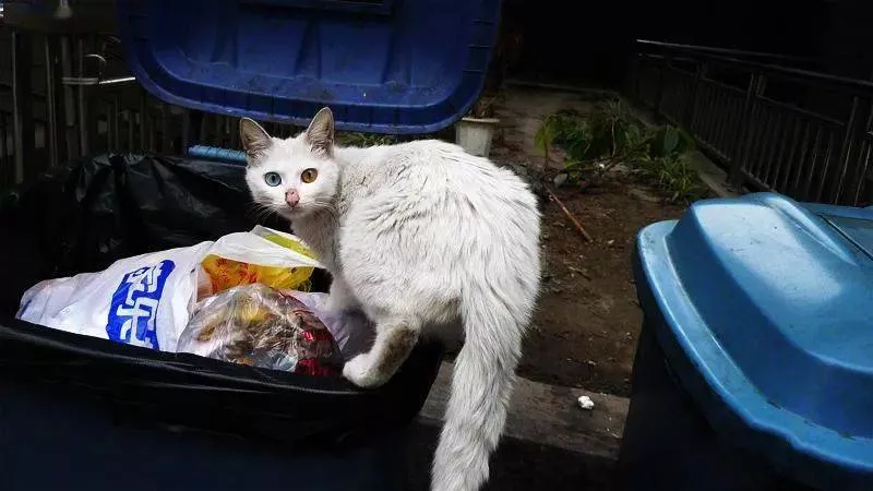 流浪猫蹭过的衣服要马上洗吗