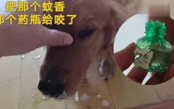 狗狗误食蚊香怎么办